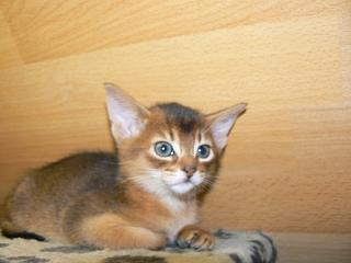 P1040872.JPG (10555 Byte)