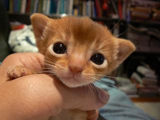 P1070913.JPG (12056 Byte)