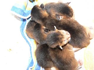 P1090105.jpg (14833 Byte)