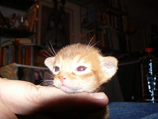 P1150462.JPG (11012 Byte)