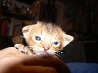 P1150465.JPG (10822 Byte)