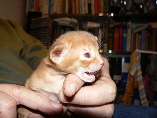 P1150496.JPG (13855 Byte)