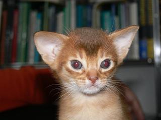 P1150654.JPG (11148 Byte)