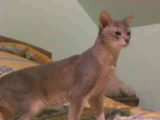 Tigger7_kl.jpg (81908 Byte)