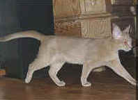 alisha1a.jpg (3791 Byte)