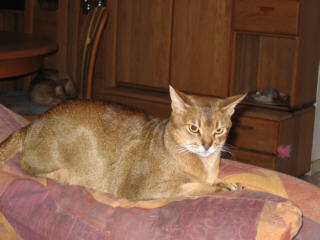 amigo24.jpg (14385 Byte)