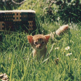 archigras.jpg (40882 Byte)