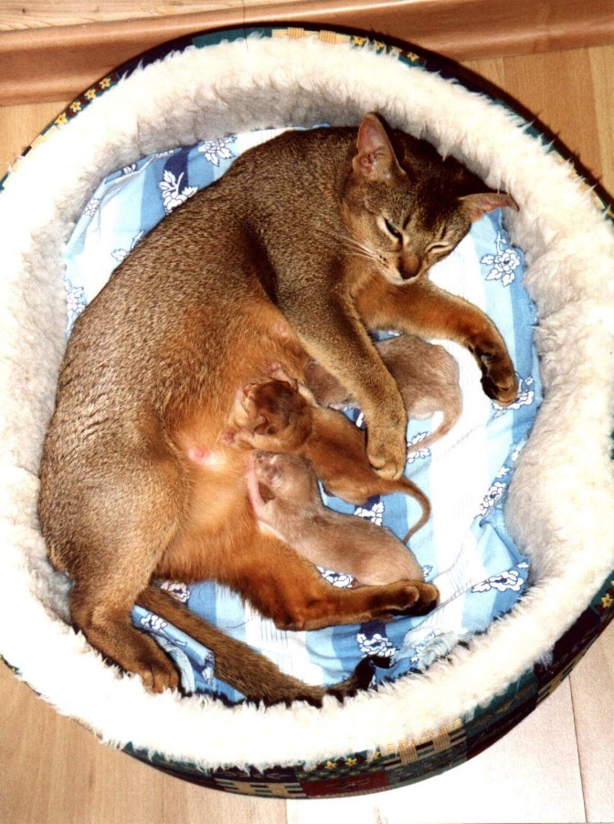 Tullaghan's A-Wurf, wenige Stunden alt