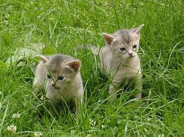 bluekids.jpg (13686 Byte)