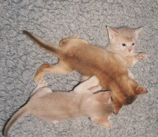 fights.jpg (20587 Byte)