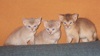 gross.jpg (10461 Byte)