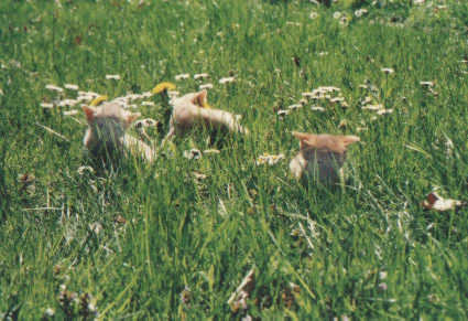 jungle.jpg (52382 Byte)