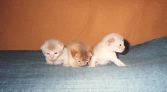 klein.jpg (9645 Byte)