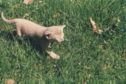 lonely.jpg (49783 Byte)