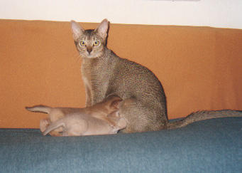 milchbar.jpg (12676 Byte)