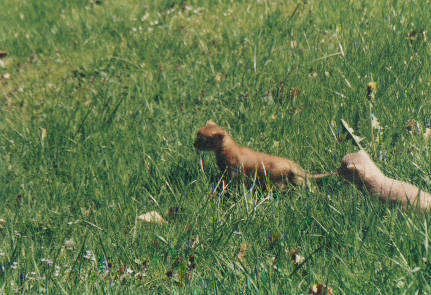 wanderer.jpg (40850 Byte)