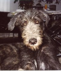 aidy4.jpg (14828 Byte)