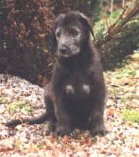 aidy6w.jpg (16007 Byte)