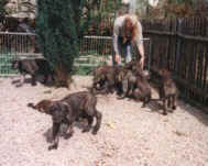 Teil unseres Welpenauslaufs