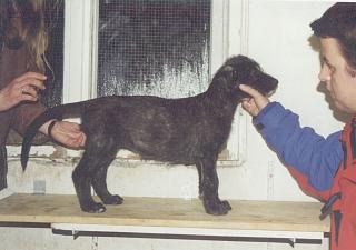 Strolchi1.JPG (14051 Byte)