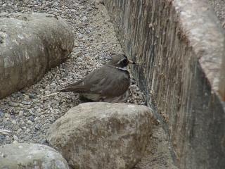 06160003.JPG (19486 Byte)