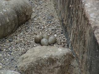 06160005.JPG (21128 Byte)