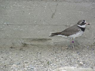 06160007.JPG (16900 Byte)