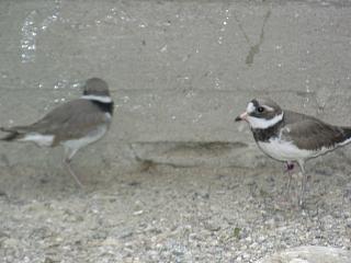 06160008.JPG (13343 Byte)