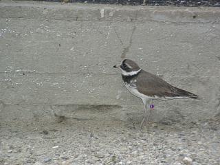 06160009.JPG (15628 Byte)