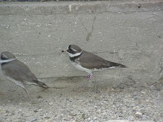 06160010.JPG (16091 Byte)