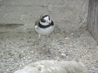 06160012.JPG (17062 Byte)