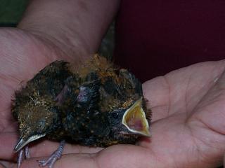 07130004.JPG (78822 Byte)