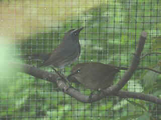 06040018.jpg (13959 Byte)