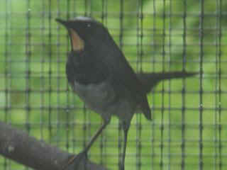 06040021.jpg (10377 Byte)