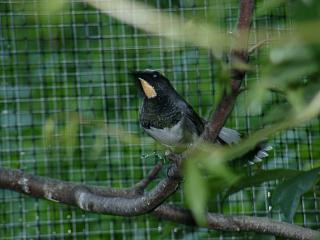 06250045.jpg (14985 Byte)