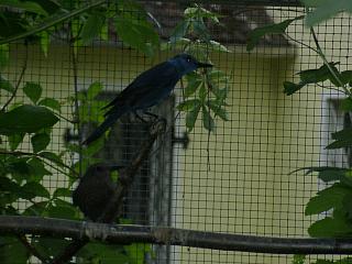 06040040.jpg (18268 Byte)