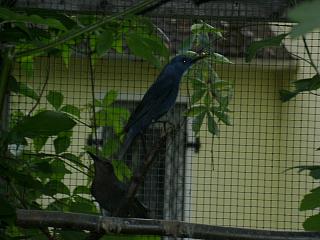 06040041.jpg (17055 Byte)