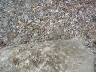 06040001.jpg (19526 Byte)