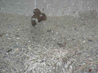 06040005.jpg (20336 Byte)