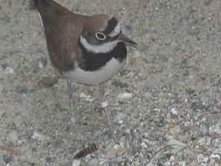 06040006.jpg (16130 Byte)