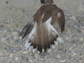 06040007.jpg (16087 Byte)