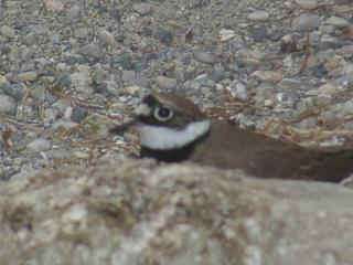 06040008.jpg (14929 Byte)