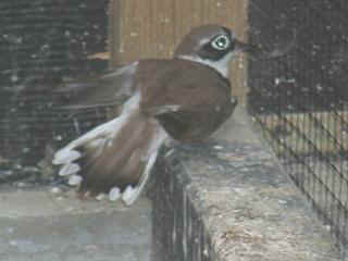 06040010.jpg (11881 Byte)