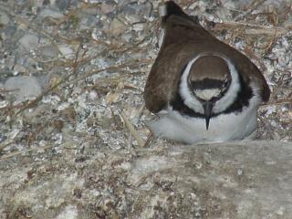 06040011.jpg (19561 Byte)