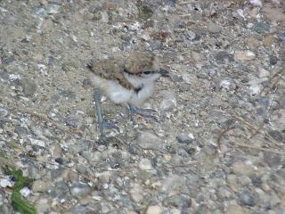 06050001.jpg (22349 Byte)