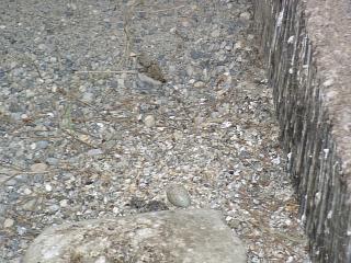 06050002.jpg (24317 Byte)