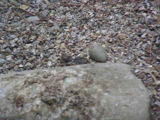 06050003.jpg (22081 Byte)