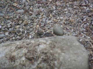 06050004.jpg (18572 Byte)