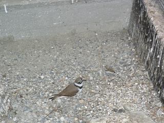 06050005.jpg (20721 Byte)