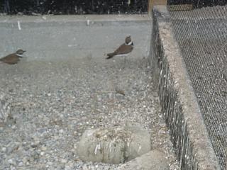 06050006.jpg (17760 Byte)